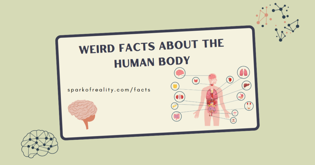 Weird Facts about the Human Body by LifeFactualism